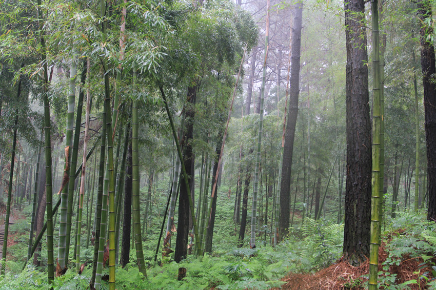 中南百草園 翠竹